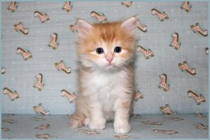 Male Siberian Kitten from Deedlebug Siberians